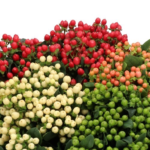 HYPERICUM MIX (COLS MAY VARY)