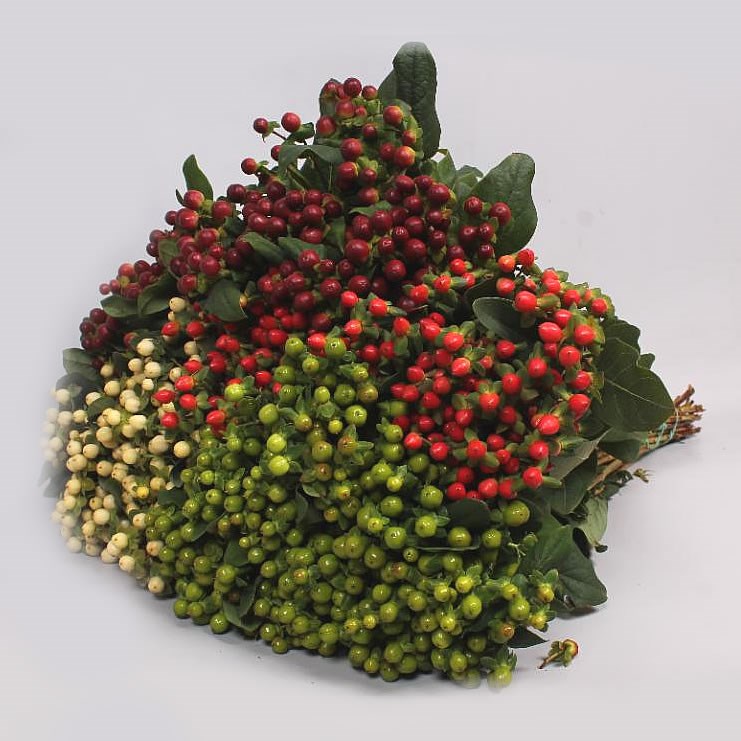 HYPERICUM MIX (COLS MAY VARY)
