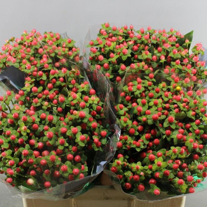 HYPERICUM SAKURA FLAIR