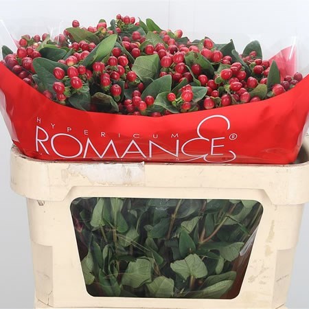 HYPERICUM SHINEY ROMANCE (SPRAY)
