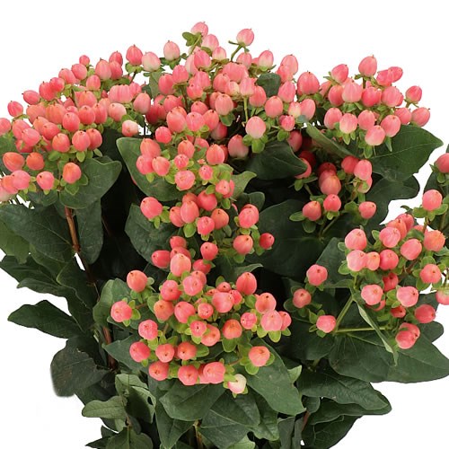 HYPERICUM SWEET ROMANCE