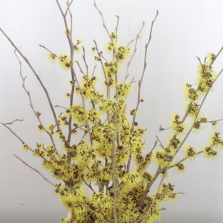 Hamamelis Mollis