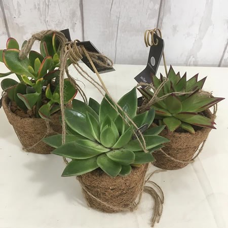 Hanging Succulent Mix Small (In Cocos Pots)