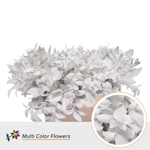 Hard Ruscus Dyed White