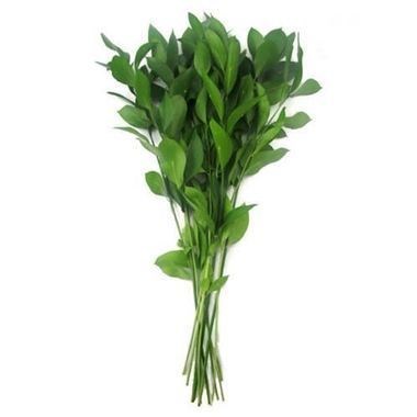 Hard Ruscus Large Leaf