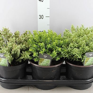Nathaniel Ward modstå Minefelt Hebe Plant Mix 30cm Pots | Outdoor Pot Plants Online UK