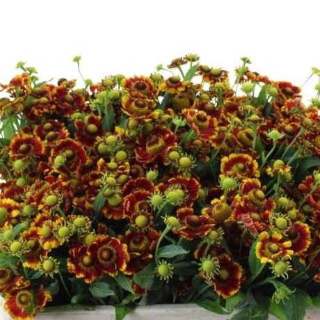 Helenium Fiesta