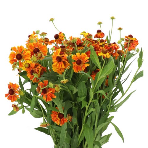 Helenium Kandela