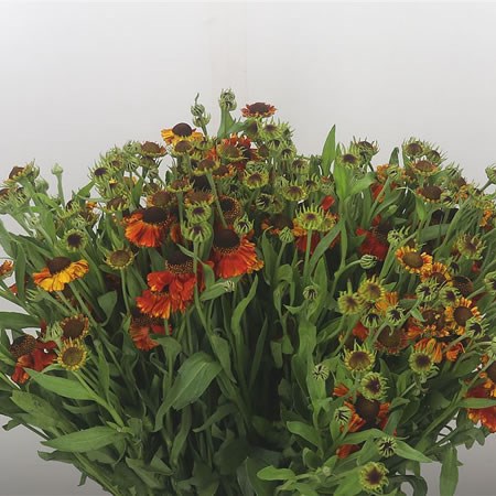 Helenium Kupfersprudel