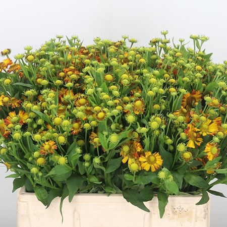 Helenium Kupfersprudel