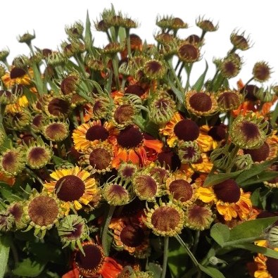 Helenium Orange Beauty