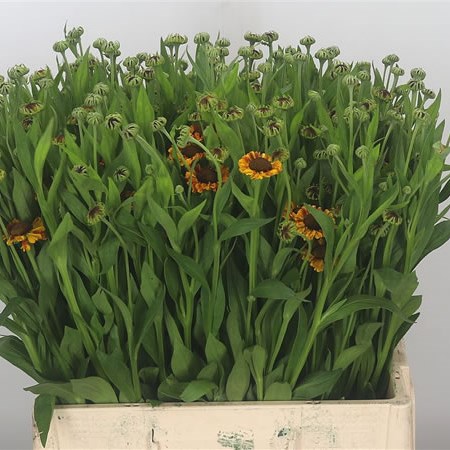 Helenium Overig