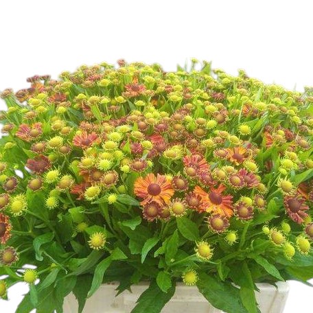 Helenium Red King