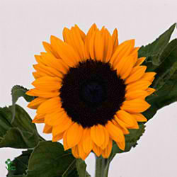 Sunflowers sunrich orange