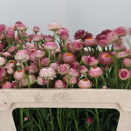 Helichrysum Pink
