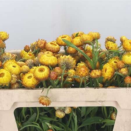 Helichrysum Yellow