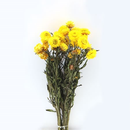 Helichrysum Yellow (Dried) 60cm | Wholesale Dutch Flowers & Florist ...