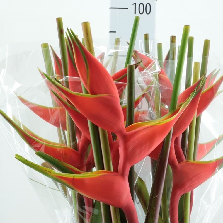 Heliconia Bihai (3 bracts/stem)