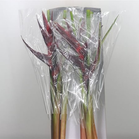 Heliconia Black Magic