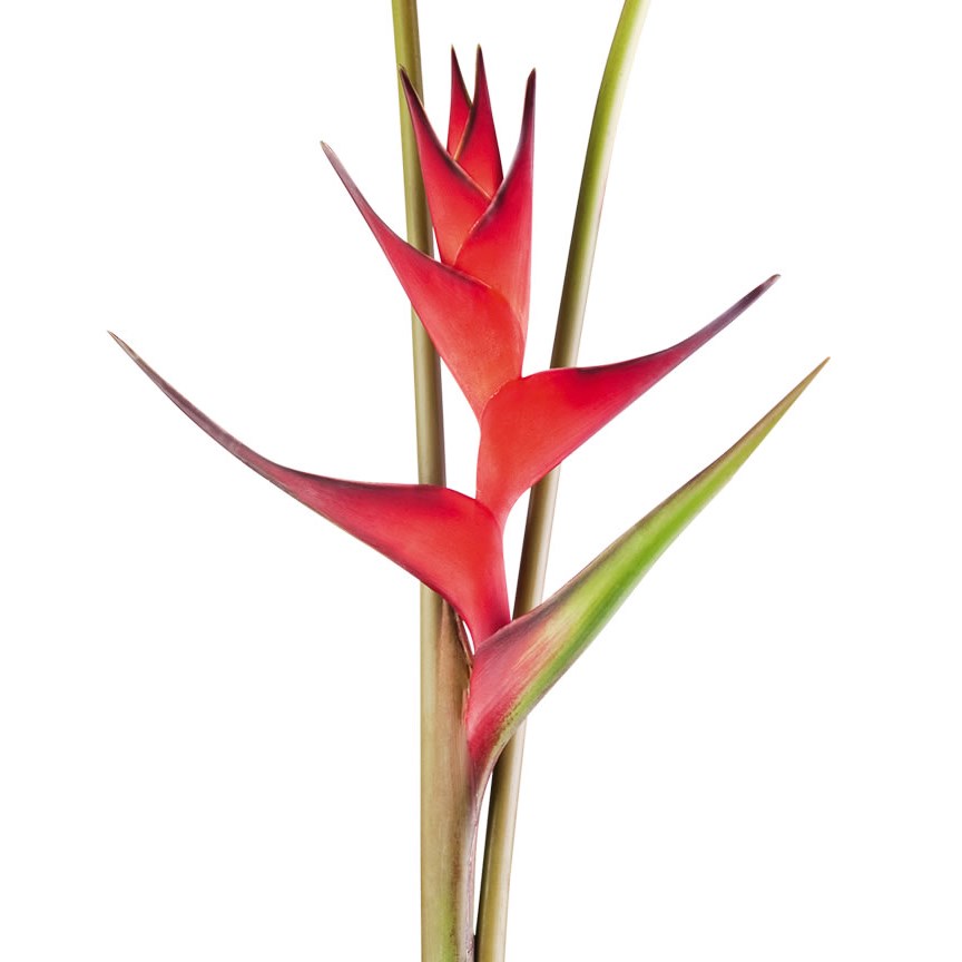 Heliconia Caribaea