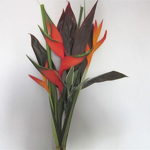 Heliconia Focus Bouquet