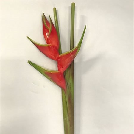 Heliconia Humilis