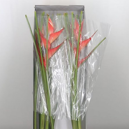 Heliconia Stricta