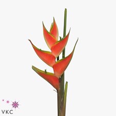 Heliconia Red Jewel