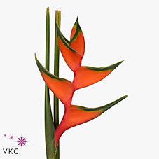 Heliconia Bihai Halloween Light