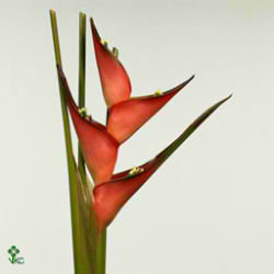 Heliconia Caribaea