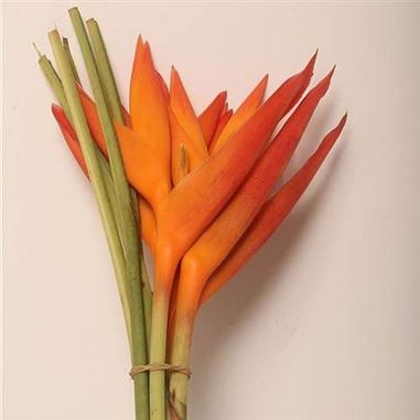 Heliconia Tropic Exotic
