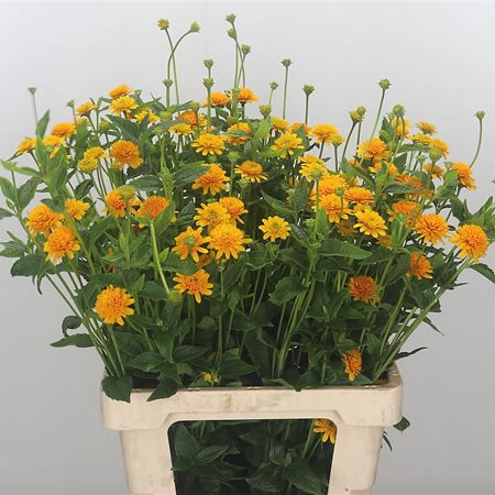 Heliopsis Asahi