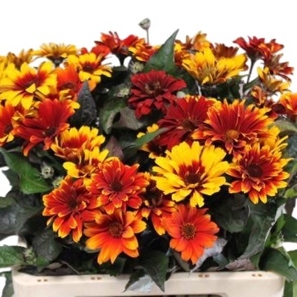 Heliopsis Color Wave