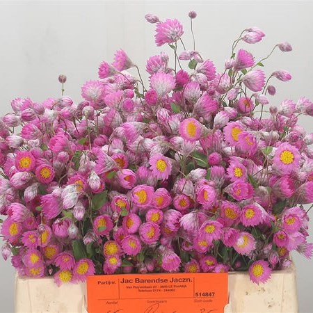 Helipterum Roseum