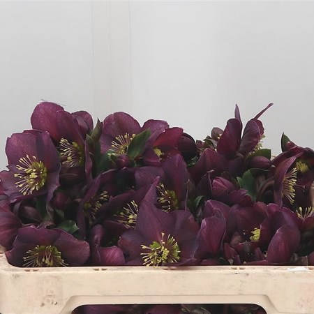 Hellebores Aarendelle Lexa Dark Purple (Extra)