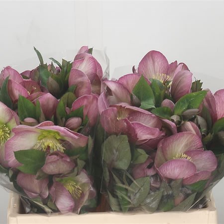 Hellebores Aarendelle Mara Picotee