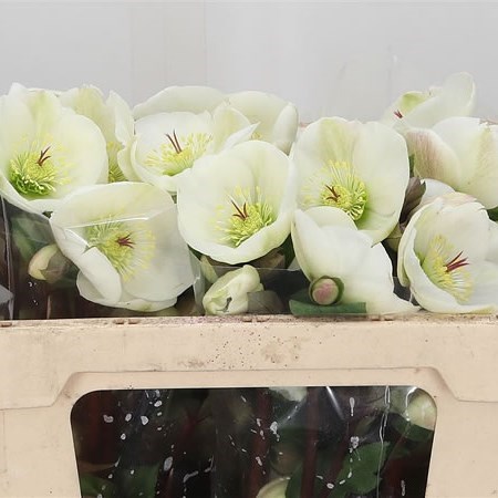 Hellebores Aarendelle Mara White