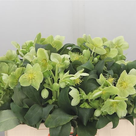Hellebores Argutifolius