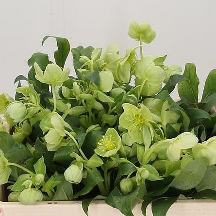 Hellebores argutifolius