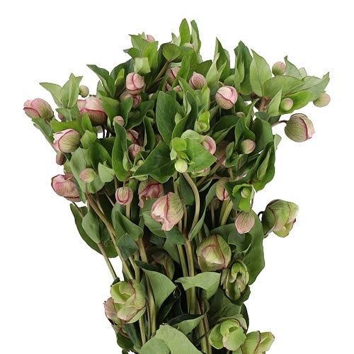 Hellebores Bella Belles