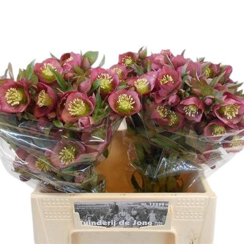 Hellebores Camana