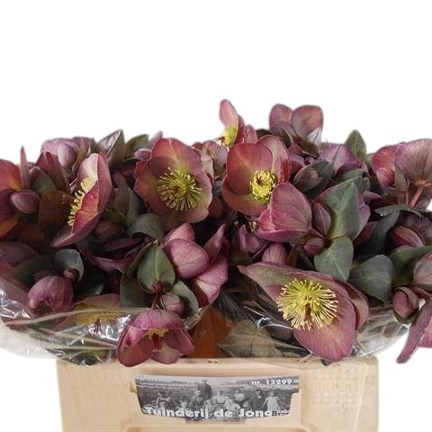 Hellebores Dana Dulcet