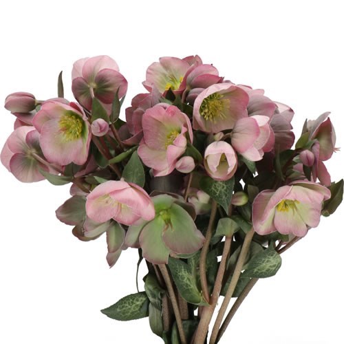 Hellebores Frostkiss Dorothys Dawn