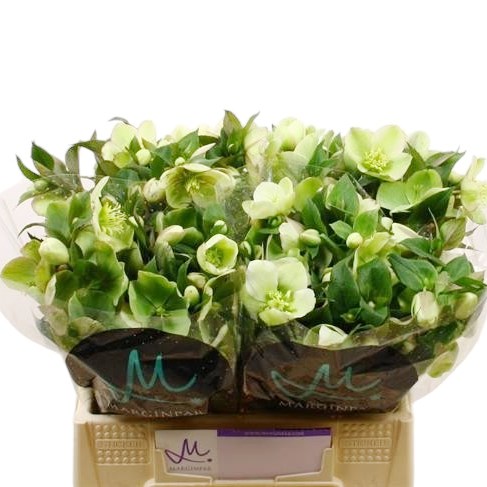 Hellebores Mammoth White