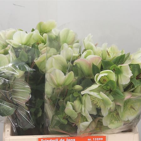 Hellebores Molly's White