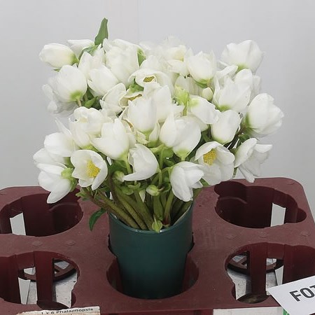 Hellebores Niger