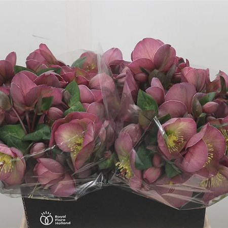 Hellebores Penny's Pink (Extra)