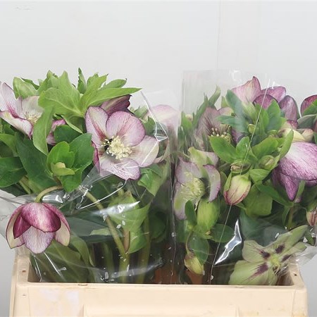 Hellebores Queens Picotee