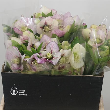 Hellebores Queens Picotee