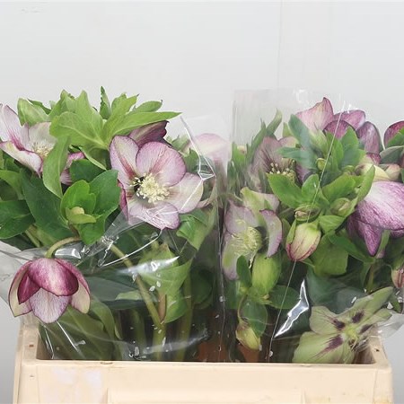 Hellebores Queens Picotee